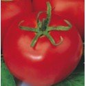 plantel de tomate Tres Cantos