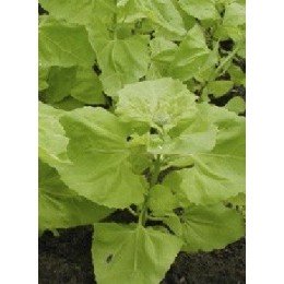 arnuelle (Atriplex hortensis) semillas ecológicas