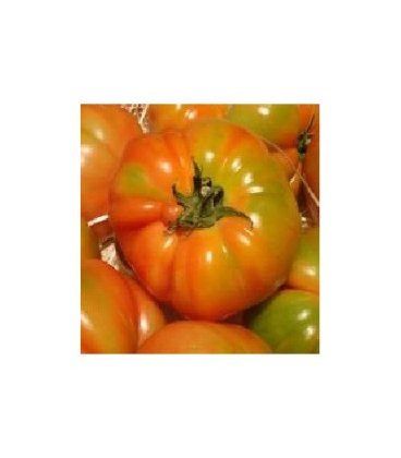 tomate Muchamiel (semillas ecologicas)