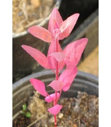 arnuelle rojo (Atriplex hortensis) semillas ecológicas