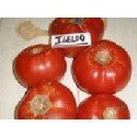 plantel de tomate Igeldo
