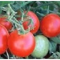 plantel de tomate Czech Bush ideal huerto urbano