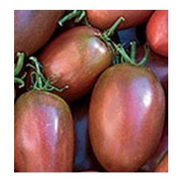 plantel de tomate purpura ucraniano