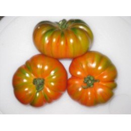 plantel de tomate RAF delizia