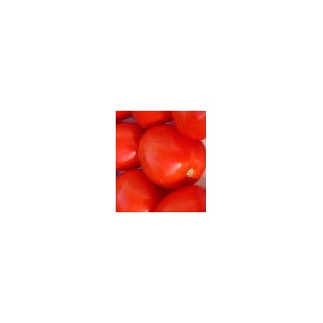 plantel de tomate pera Malpica