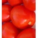 plantel de tomate pera Malpica
