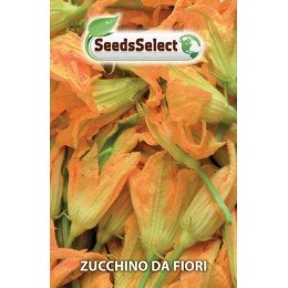 calabacin para flores - semillas
