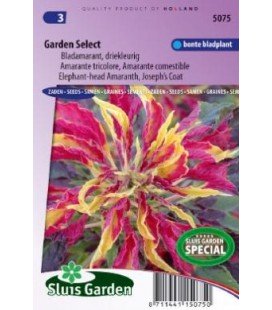 amaranto tricolor (Amaranthus gangeticus)