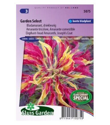 amaranto tricolor (Amaranthus gangeticus)