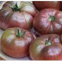 plantel de tomate cherokee purple