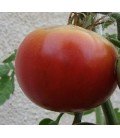 Tomate Aretxabaleta (semillas ecológicas)
