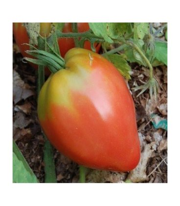plantel de tomate Anna Russian