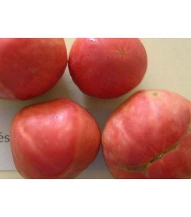 tomate frances (semillas ecologicas)