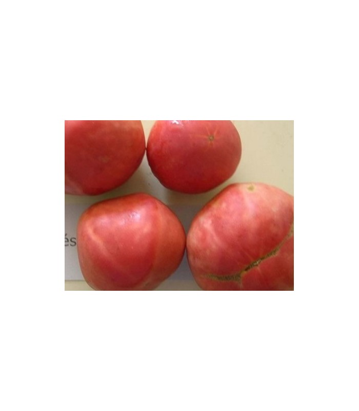 Semillas de tomates orgánicos de la herencia francesa 40 semillas Filete Cuostralee 
