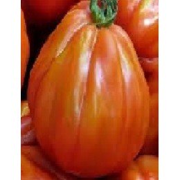 plantel de tomate charlie chaplin