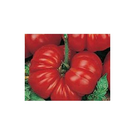 plantel de tomate Aussie