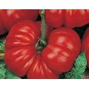 plantel de tomate Aussie