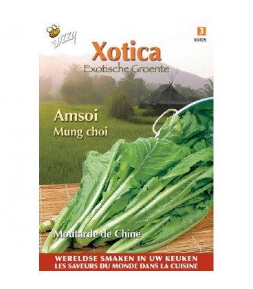 amsoi mug choi (Brassica Juncea)