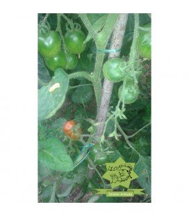 tomate Stupice (semillas ecológicas)