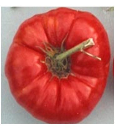 plantel de tomate gigante Omars Lebanese
