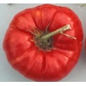 plantel de tomate gigante Omars Lebanese