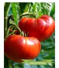 tomate aker´s west virginia