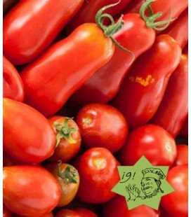 tomate amish paste - plantel