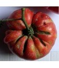 tomate belle portugaise - plantel