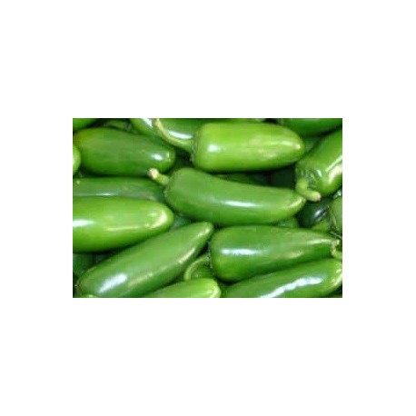 Plantel de pimiento - chile jalapeño