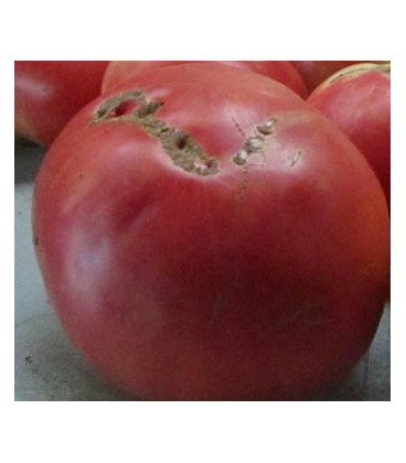 tomate rosa de Aracena