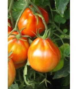 planta de tomate canestrino di Lucca