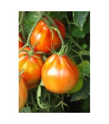 tomate canestrino di Lucca (plantel ecológico)