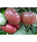 tomate flor de baladre