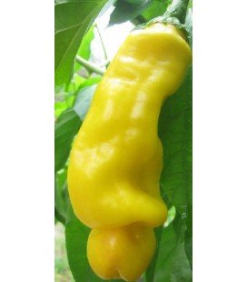 pimiento penis yellow - plantel ecológico