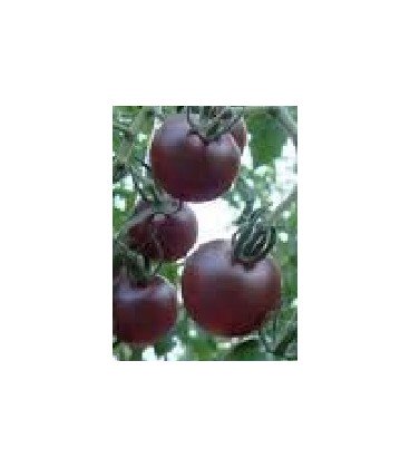 cherry pera negro plnta