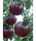 tomate cherry negro - plantel