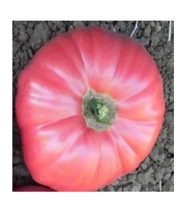 tomate rosa de Liaño - plantel