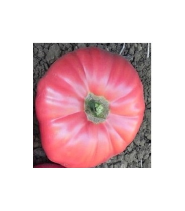 plantel ecologico de tomate feo de Tudela