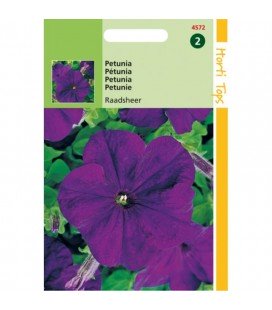 petunia violeta