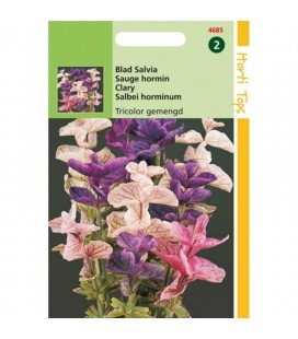 Salvia horminum Tricolor