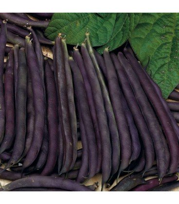judia purple queen (semillas ecológicas)