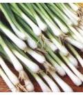 cebolla Long White Ishikura (semillas ecológicas)