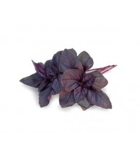 albahaca purpura crimson king (semillas sin tratamiento)