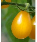 tomate yellow submarine (semillas ecológicas)
