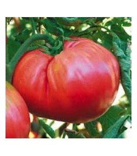 tomate homestead (semillas ecológicas biodinamicas)