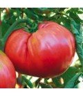 tomate homestead (semillas ecológicas biodinamicas)