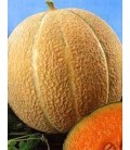 melón hale's best (semillas ecológicas)