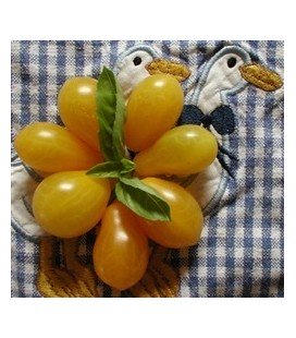 tomate polen (semillas ecológicas)