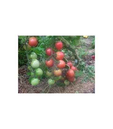 tomate sprite (semillas ecológicas)