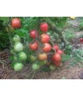 tomate sprite (semillas ecológicas)